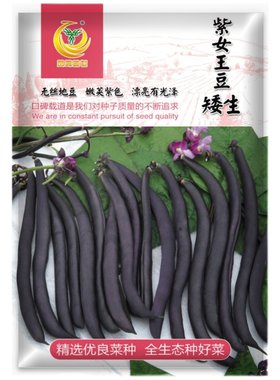 地豆彩虹黄金春夏秋季不搭架矮生