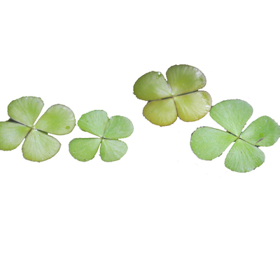 幸运草四叶苹蕨类植物山野雅居