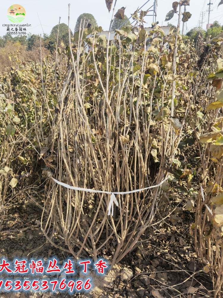 丁香花树苗别墅庭院耐寒大型风景树种丛生紫丁香花苗盆栽浓香花卉