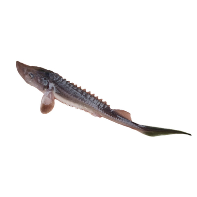 鲟龙鱼中华淡水冷水鱼可食用