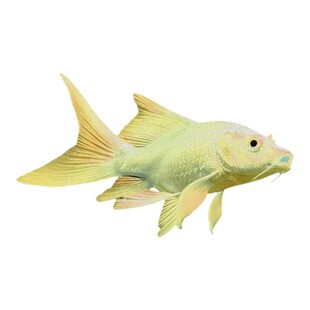 纯种贵妃蝴蝶鲤短身球体观赏鱼易存活鱼苗冷水淡水锦鲤草金鱼大尾