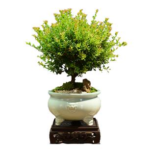 小叶赤楠盆景客厅盆栽室内办公室好养植物四季常青茶桌小宠绿植