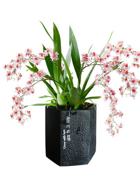 梦香兰香水文心兰冬带浓香花苞