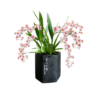 梦香兰香水文心兰现带浓香花苞出售奶香味跳舞兰懒人盆栽