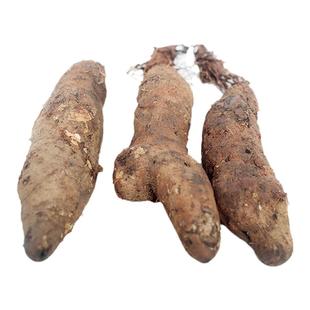 云南新鲜糯米山药淮山药软糯粉金秤砣灵芝山药非铁棍农家蔬菜5斤