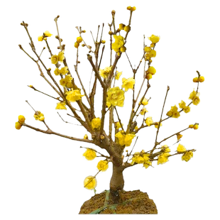 老桩腊梅花树苗盆栽梅花冬季开花耐寒花卉植物盆景室内阳台浓香花