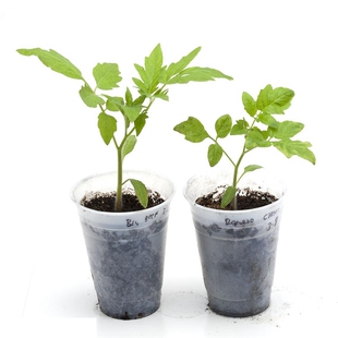 春种蔬菜秧苗老品种西红柿苗番茄苗大红果盆栽阳台庭院穴盘苗