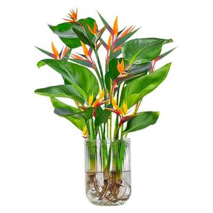 天堂鸟无土纯水培植物室内好养客厅花卉绿植桌面盆栽鹤望兰除甲醛