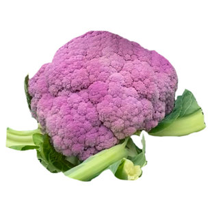 花椰菜种子苗宝塔菜蔬菜紫色花菜菜花西兰花种子种籽西蓝花孑籽种
