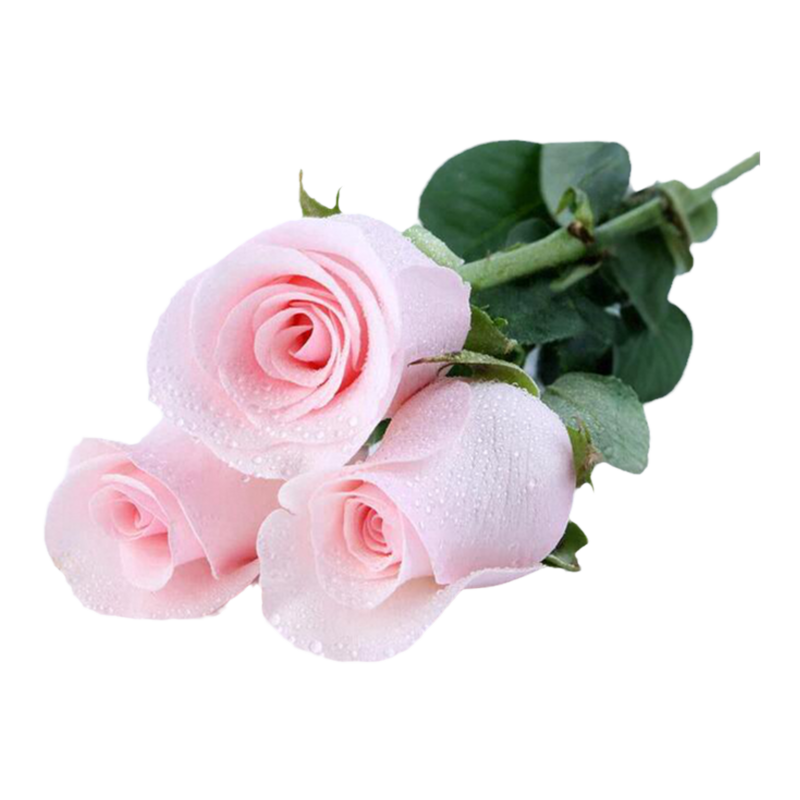 悦多彩A级招财银柳真花鲜枝年宵花卉红色银柳花束室内客厅摆件