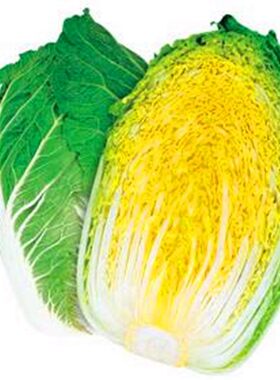 黄心大白菜种子韩国泡菜春秋冬季菜种孑白菜籽菜种籽四季蔬菜种籽