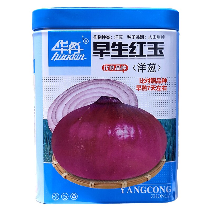 菏研红星早生红玉洋葱种子籽甜脆
