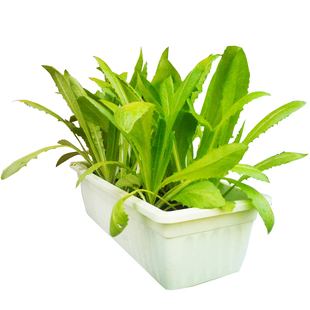 油麦菜种子四季紫色油麦菜籽蔬菜种籽油麦菜籽种四季青菜菜种大全