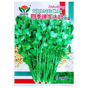 四季大叶速生香菜种子芫荽阳台盆栽庭院农家作物播种植疏蔬菜种籽