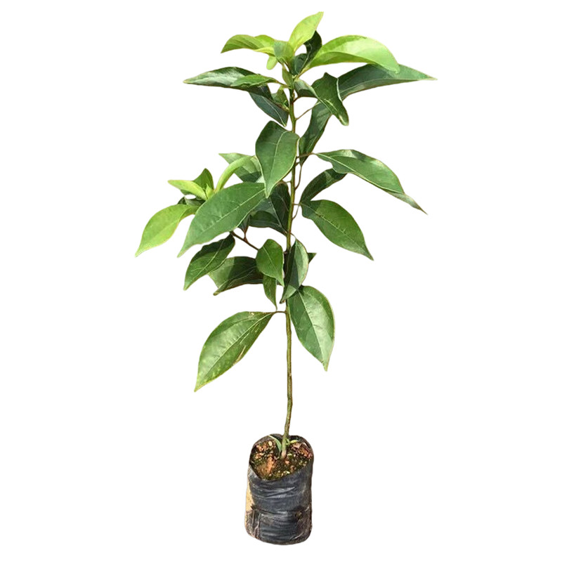 香樟树苗龙脑樟树驱蚊驱虫小叶香樟木树名贵苗木庭院绿化风景大树