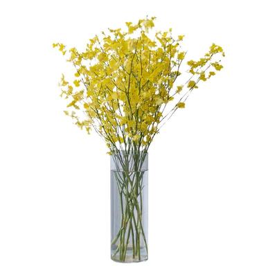 A级跳舞兰鲜花基地直发顺丰包邮