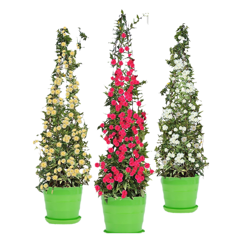 黄木香花苗爬藤植物庭院爬墙耐寒花卉浓香四季红木香藤本月季盆栽