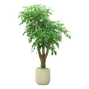 上海同城绿植幸福树大型盆栽植物