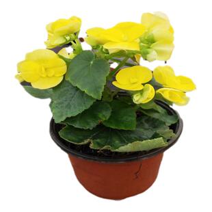 丽格海棠花玫瑰花海棠花卉四季秋海棠花苗重瓣盆栽盆景带花苞发货