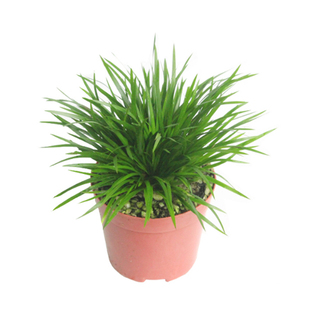 【金草之家】微型盆景贵船苔菖蒲天鹅绒蝉小川日本极姬水陆缸造景