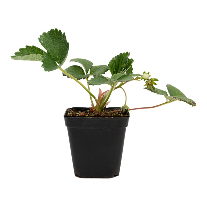 手艺人飞羽草莓苗品种对版章姬红颜香野玄玉真红美玲甜草莓盆栽