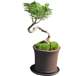 曲干造型黑松盆景老桩真松树小盆栽中式禅意植物日本三河黑松树苗