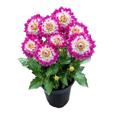 大丽花盆栽带花苞特大号四季开花