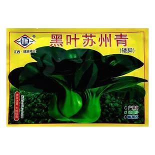 矮脚苏州青种籽耐寒青梗菜种子矮萁亮黑叶油菜籽盆栽四季蔬菜种孑