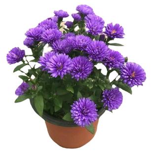 糖果翠菊种子四季阳台开花不断适合冬天种的花籽庭院盆栽花卉种孑