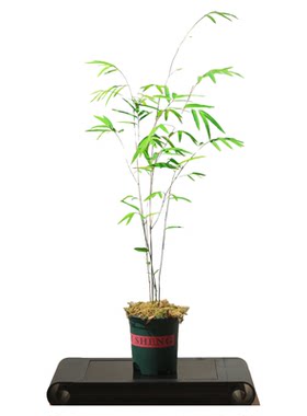 老爹家的菖蒲内门楠竹真竹子禅意