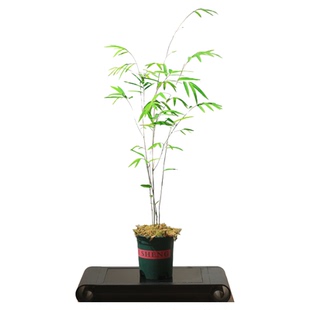 正宗内门竹盆栽名贵竹子苗茶桌观叶绿植桌面绿植盆景竹子室内盆栽