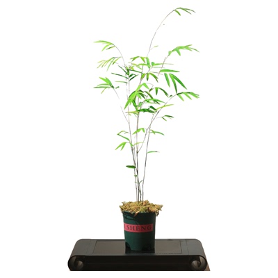 老爹家的菖蒲禅意盆栽耐寒耐阴