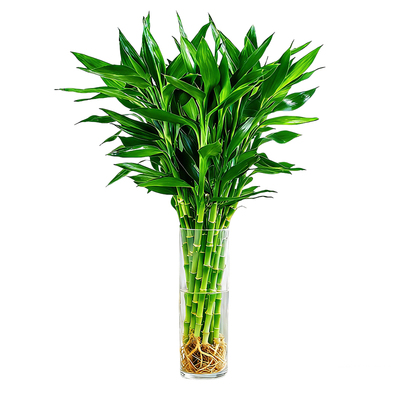 富贵竹水培植物客厅招财花卉绿植室内盆栽观音竹带根转运竹发财竹