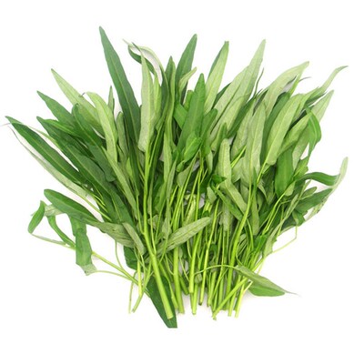 小叶空心菜种子尖叶通心菜柳叶节