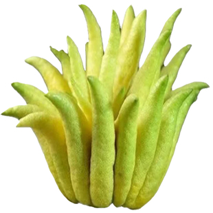 云南佛手柑鲜果香橼水培食用摆件清供绿植香薰带枝闻香桌面摆件