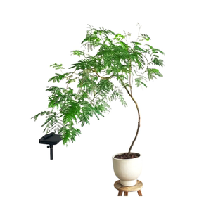 凤凰木树苗盆栽植物金凤花室内好养四季花卉绿植红花楹庭院造型树