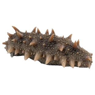 帝王参大连海参鲜蒸野生海参鲜活孕妇刺参辽参鲜食淡干即速食礼盒