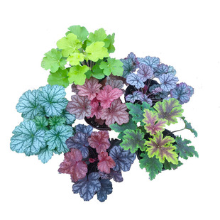 永恒紫矾根耐寒植物盆栽中苗组合阳台花园庭院彩叶草四季观叶包邮