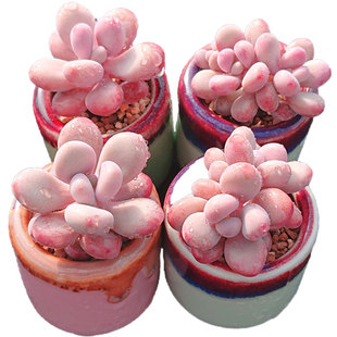 桃蛋橙梦露冰玉厚叶肥嘟嘟多肉植物新手阳台盆栽绿植满28包邮