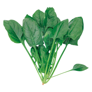 小叶菠菜种子小青菜波菜秋冬耐寒蔬菜种籽孑子菜籽秋季冬季籽种