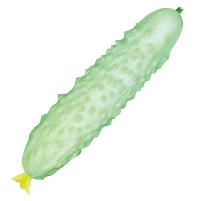 黄瓜种子春季秋季播种