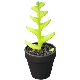 鱼骨令箭荷花多肉植物卷叶锯齿姬昙花仙人掌室内盆栽花卉