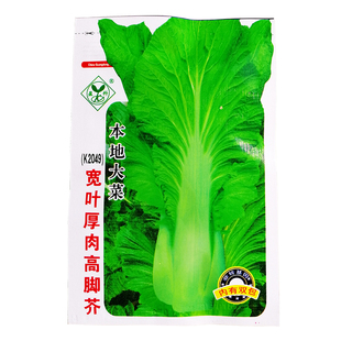 芥菜种子组合包心芯芥菜甜脆蔬菜种子阳台盆蔬菜籽春秋易种蔬菜孑