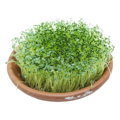 芡欧鼠尾草种子芽苗菜微型蔬菜