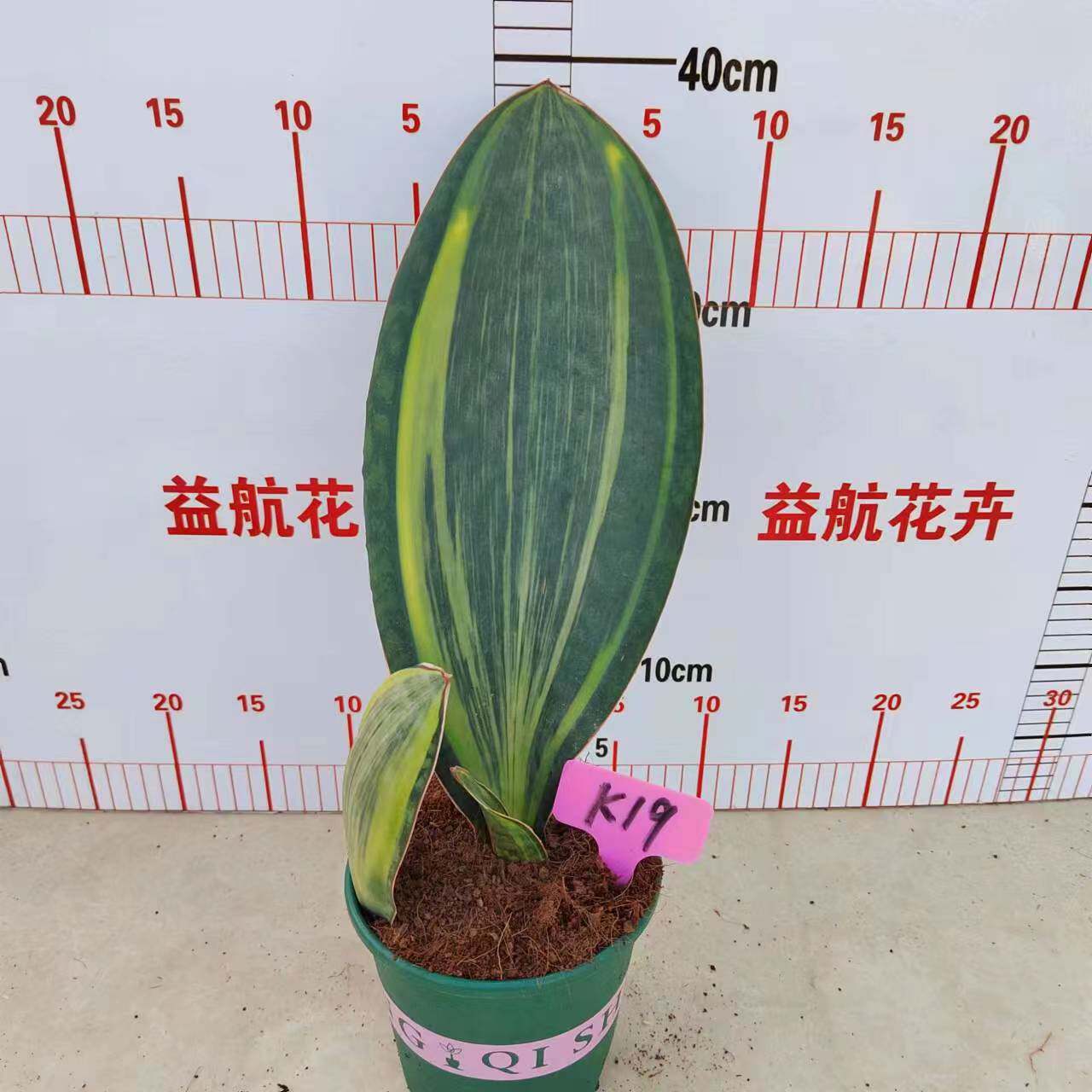 宝镜k虎皮兰美化环境净化空气抗辐射,一物一拍