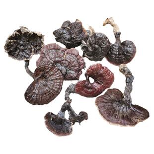 灵芝片紫芝深山整枝新货野生紫灵芝野生赤灵芝林芝黑灵芝250g