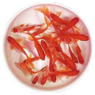 冷水鱼 冬天不加温草金鱼活体观赏鱼鱼耐活好养锦鲤小型淡水龙鱼