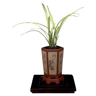 高端四季建兰花苗中透线艺草福隆金边七彩丹霞带花浓香好养室内卉