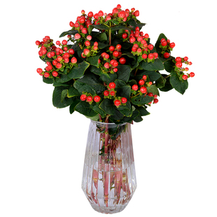 相思豆水养鲜花家用插花云南基地直发真花玫瑰花红豆火龙珠鲜切花