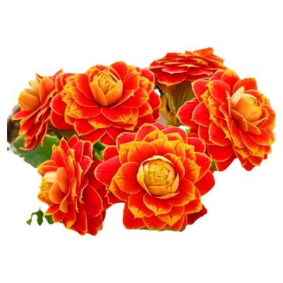 长寿花漂亮容易勤花阳台窗台四季